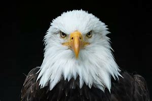 Resultado de imagem para olhos de aguia