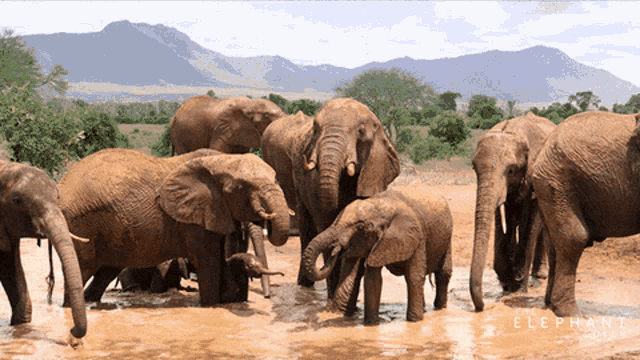 elephants-elephant.gif