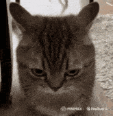 exploding-cat-explode-cat.gif