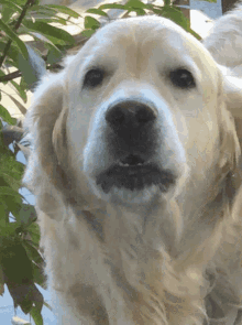 retriever-dog.gif