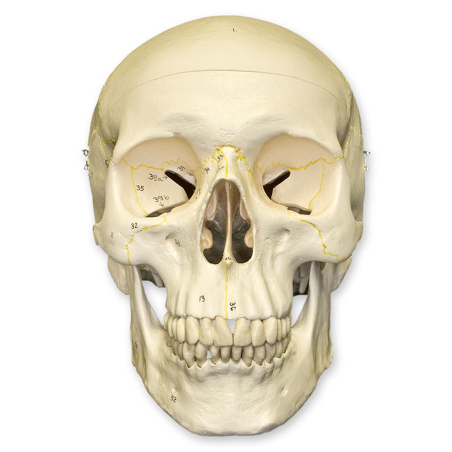 Human-Skull---Numbered-SP-02-x3.jpg