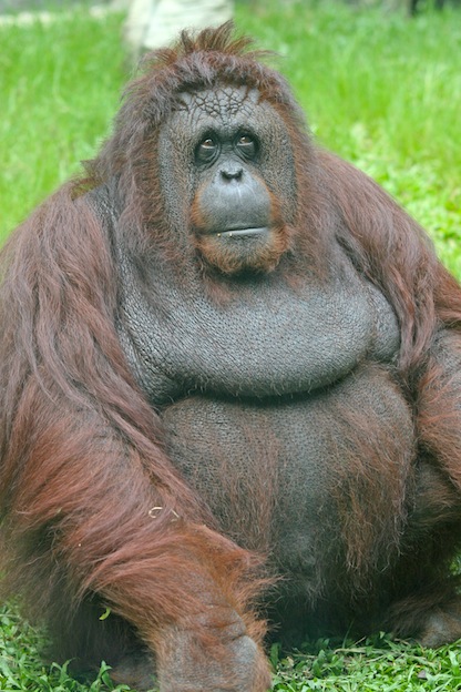 anatomy_orangutan_624.jpg