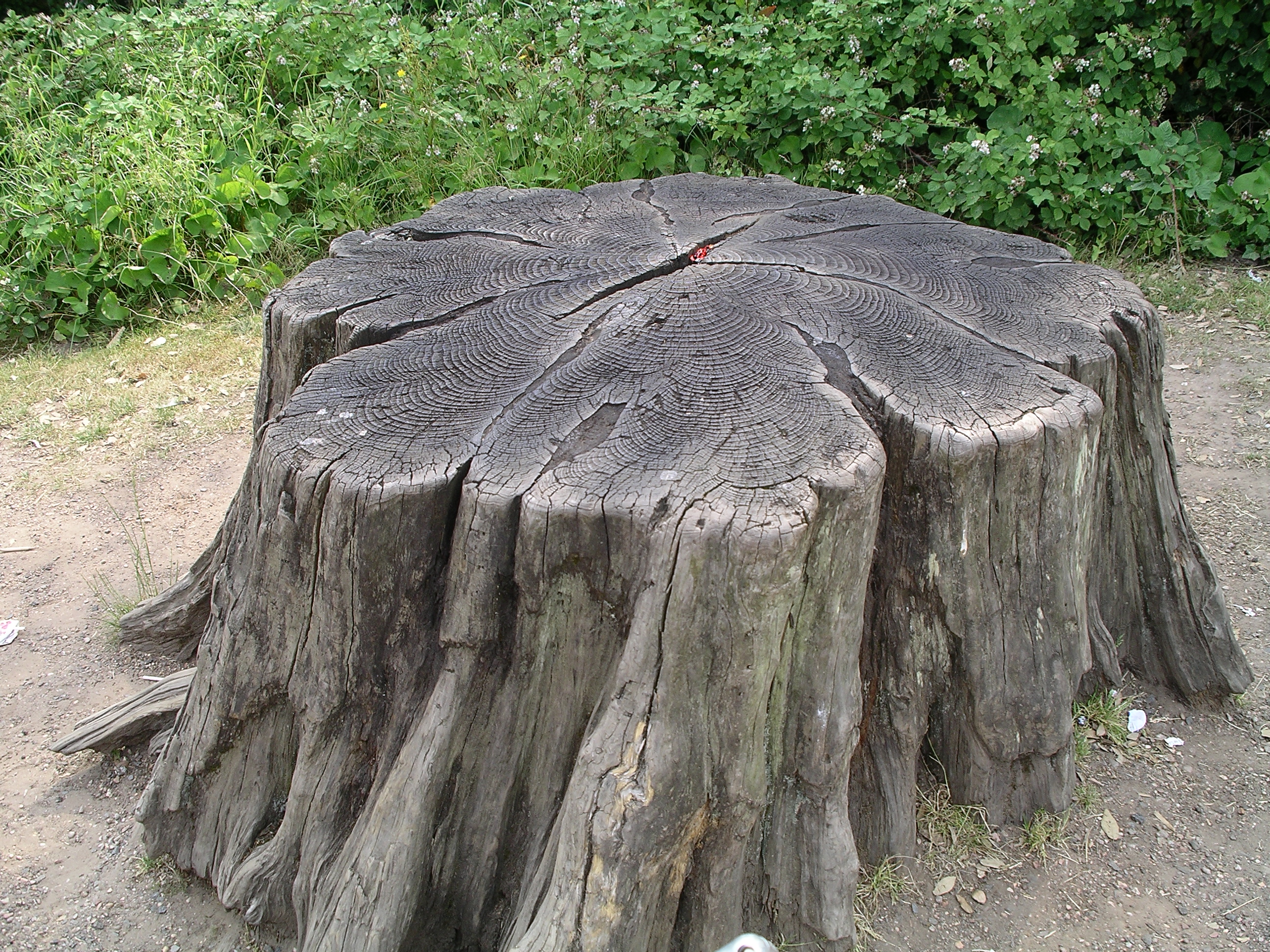 Tree_stump1_30u06.JPG