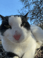 200.gif