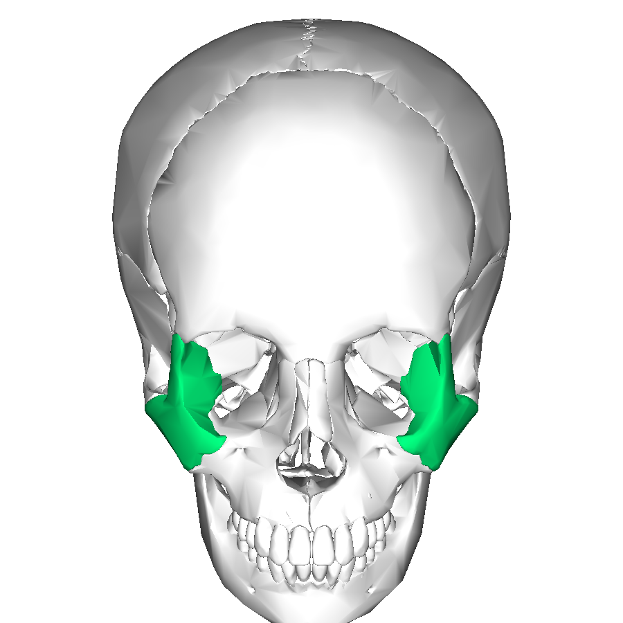 Zygomatic_bone_anterior2.png