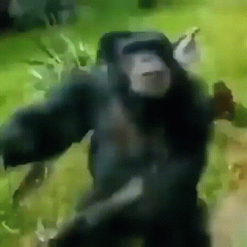 Crazy Monkey GIFs | Tenor