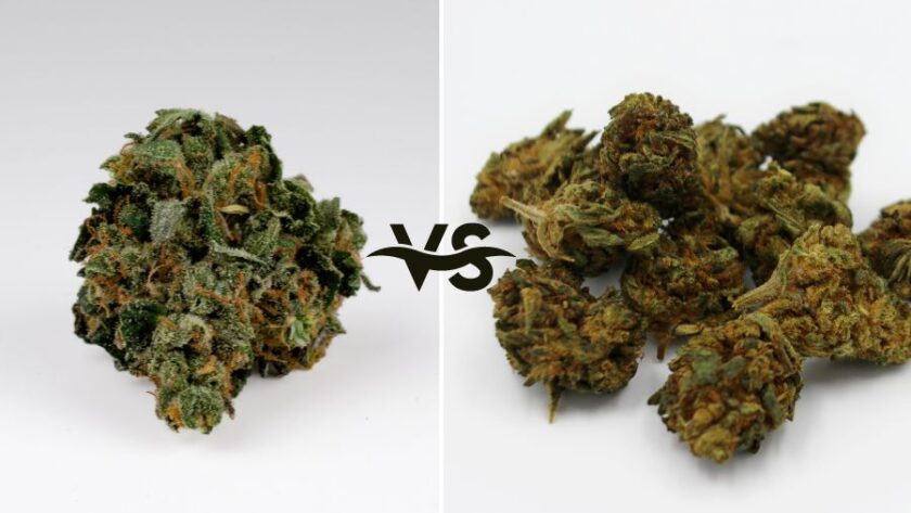 Understanding The Difference Between Good Weed vs Bad Weed