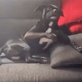 a dog is laying on a couch next to a remote control .