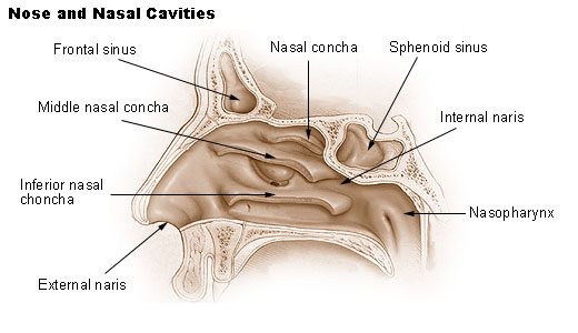 Illu_nose_nasal_cavities.jpg