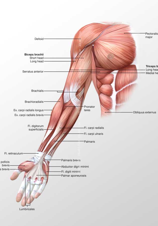 arm-anterior-illustration.jpg