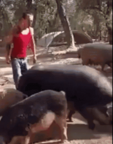 pig-riding-a-pig.gif