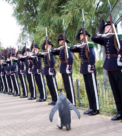 nils-olav-penguin.jpg