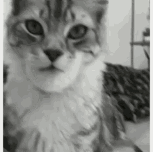 chad-cat.gif