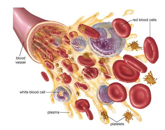 formed-elements-in-blood.png