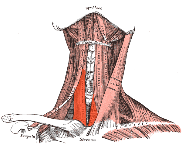 Sternothyroideus.png