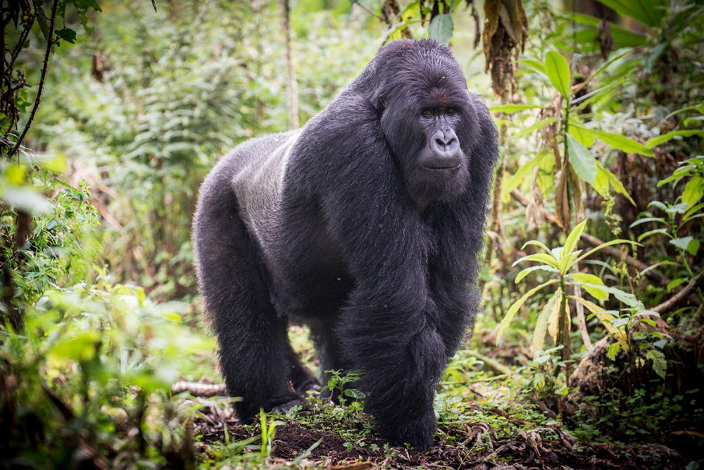 Gorilla-beringei_shutterstock_221791831-1000x668.jpg