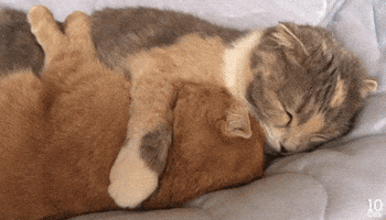 cat GIF