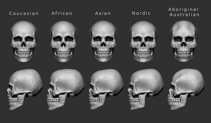 Difference-Between-Aboriginal-Skull-and-Caucasian-Skull.jpg