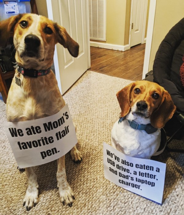 pet-shaming-2-1.jpg