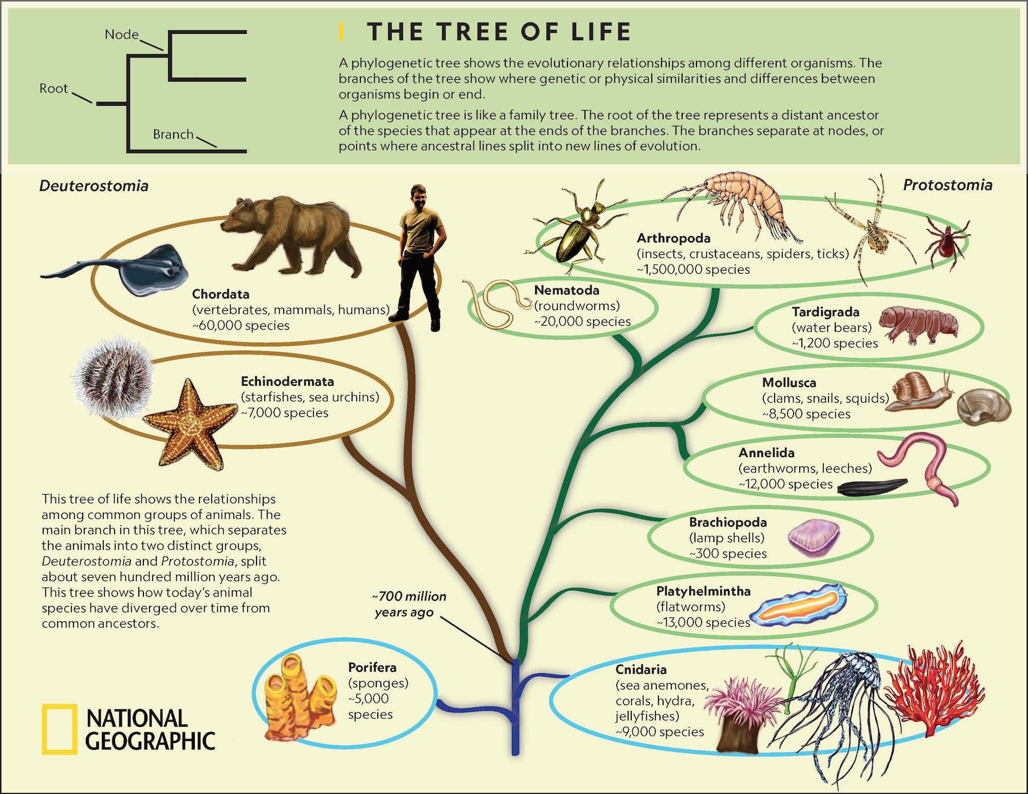 The Tree of Life