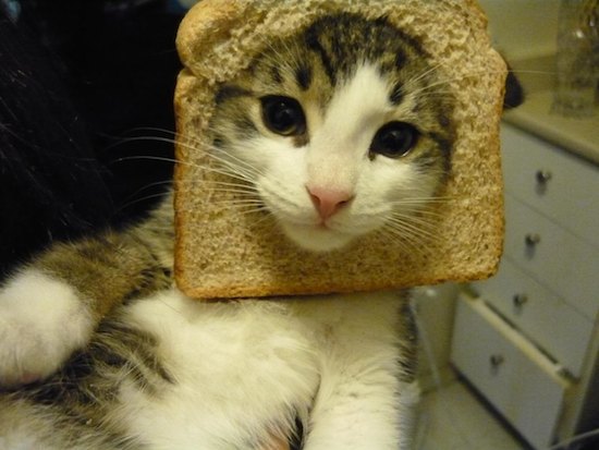 Cats-in-Bread.jpg