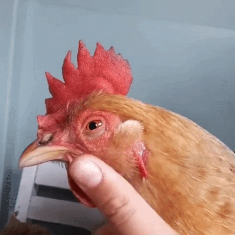 giphy.gif