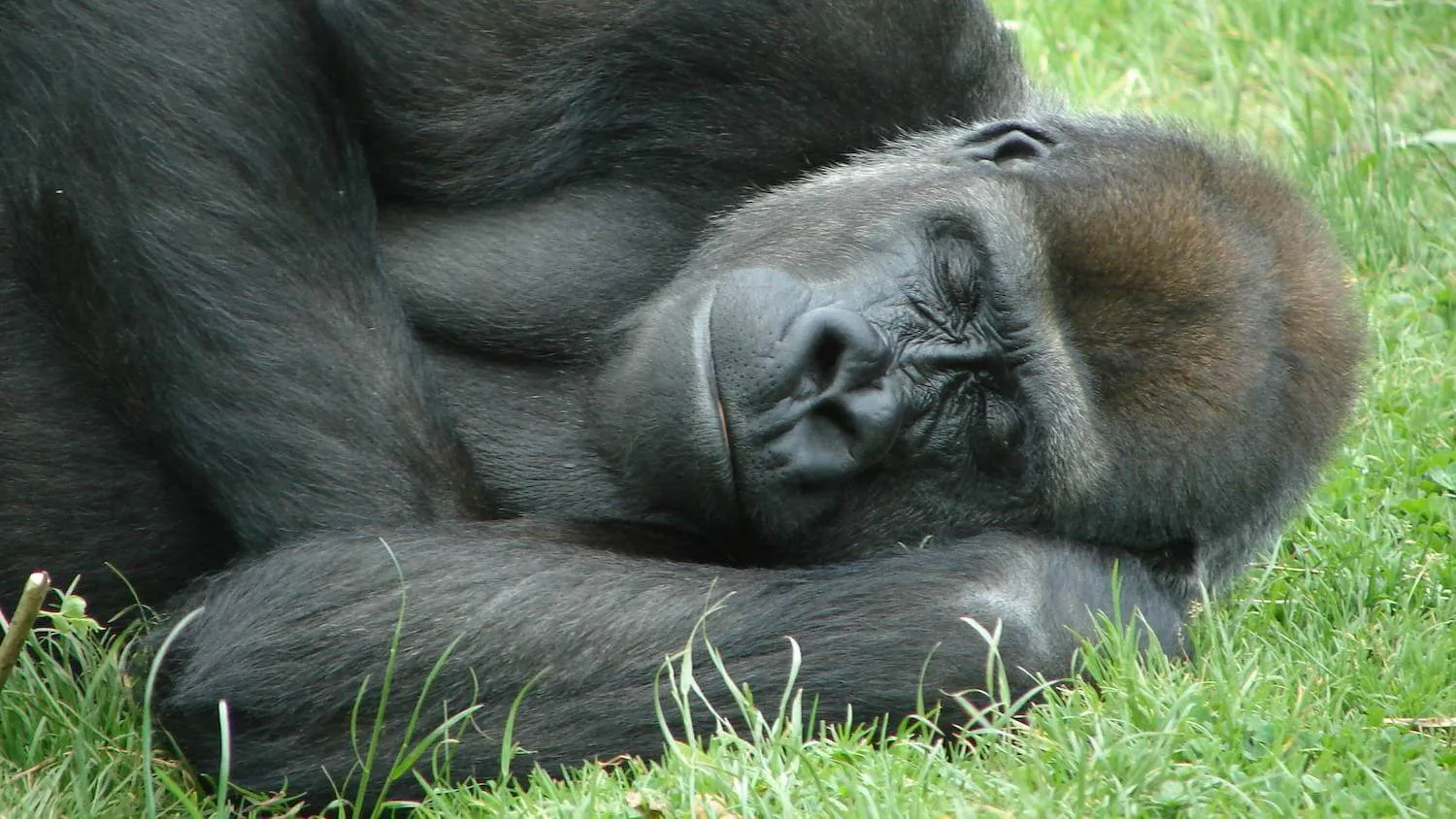 sleep-like-gorilla.jpeg
