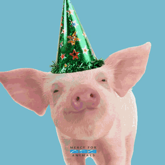 linda-piggy.gif