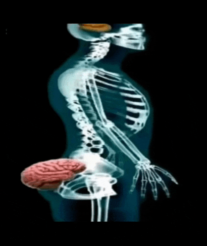 an x-ray of a human skeleton with a brain in the butt