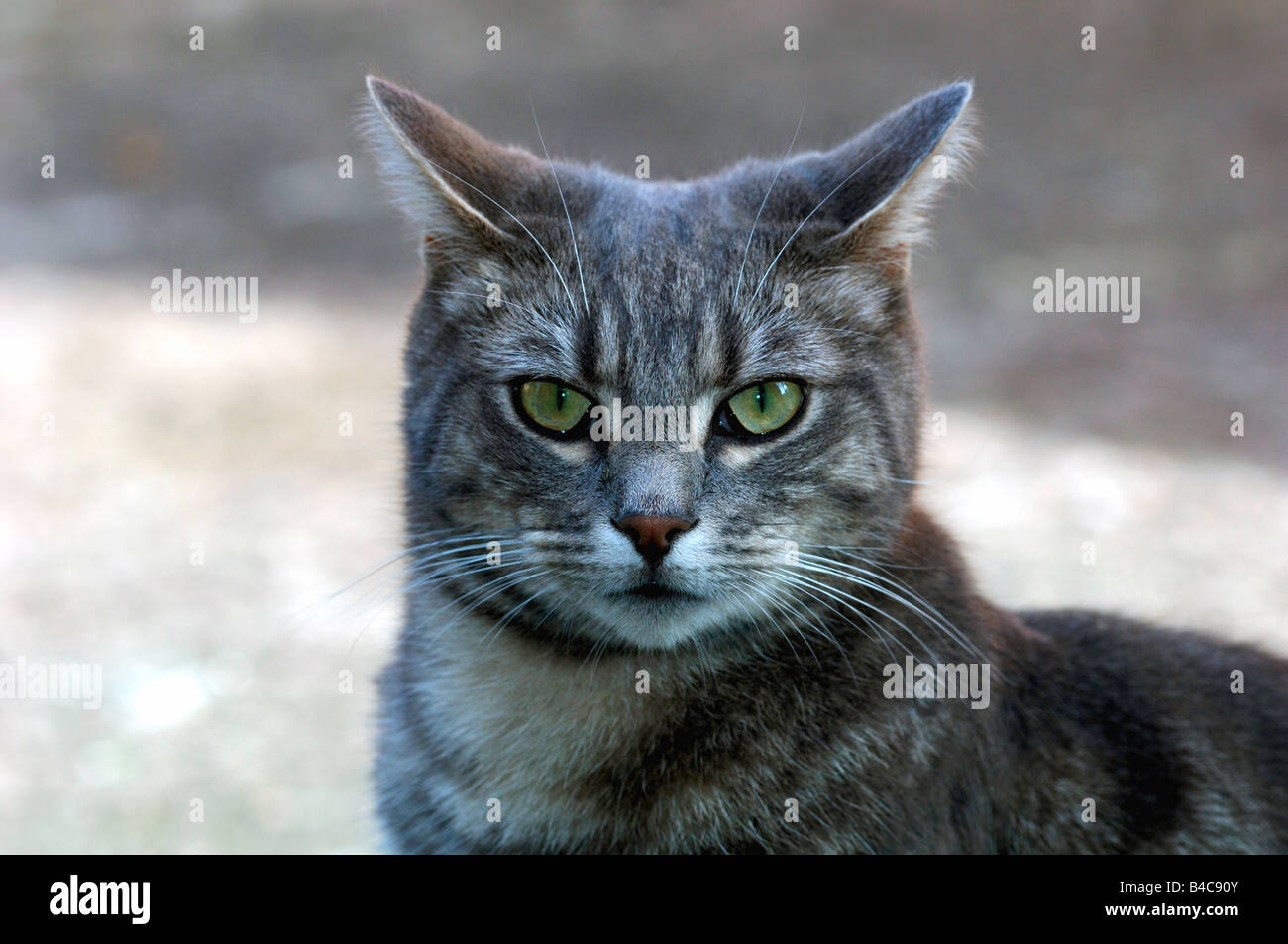 portrait-of-a-grey-white-tom-cat-B4C90Y.jpg