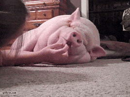pet sleeping GIF