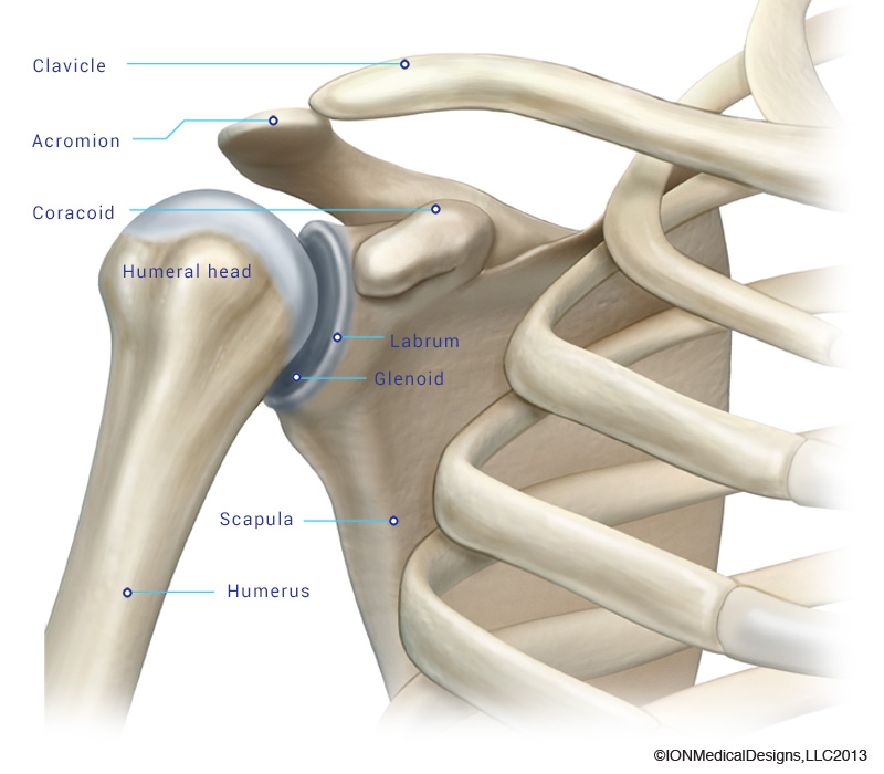 shoulder-bone.jpg