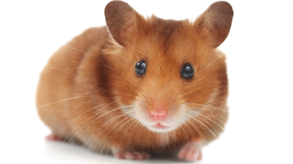 hamster_wide-862bad194c250bbe60f1c1431040eb4e328616af-s1400-c100.jpg