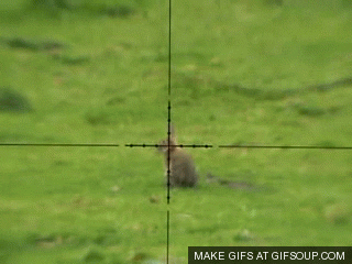 Image result for rabbit shot gif