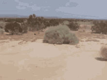 Tumbleweed GIFs | Tenor