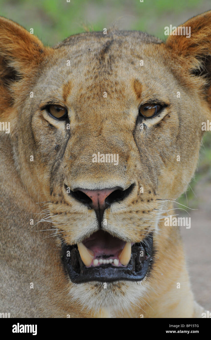 male-lion-portrait-no-mane-mouth-open-selous-BP15TG.jpg