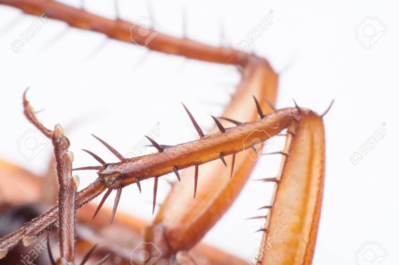 82660700-close-up-cockroach-leg-on-white-background.jpg