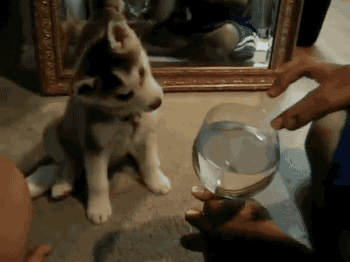 amTASKRt229Ww.gif