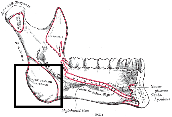 Gray177_mandibular_angle.png