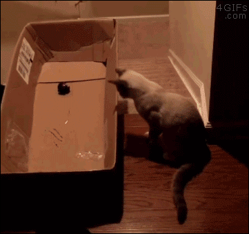 c2bab00350eb1cb5171da9e39f056b82.gif
