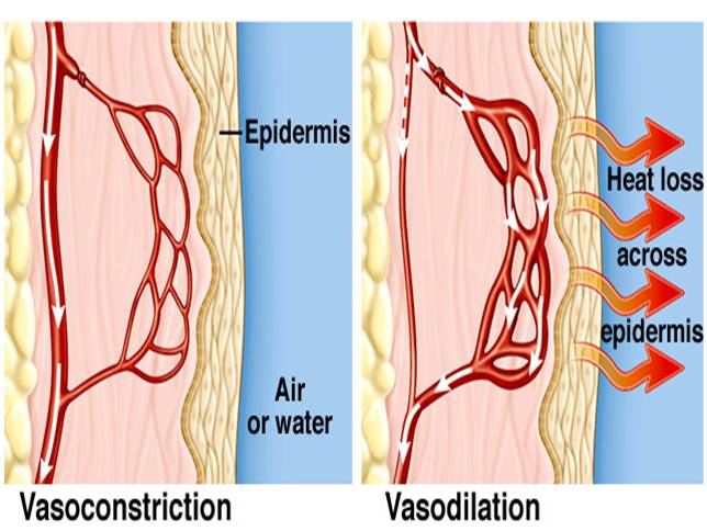 Image result for hypodermis vasodilation