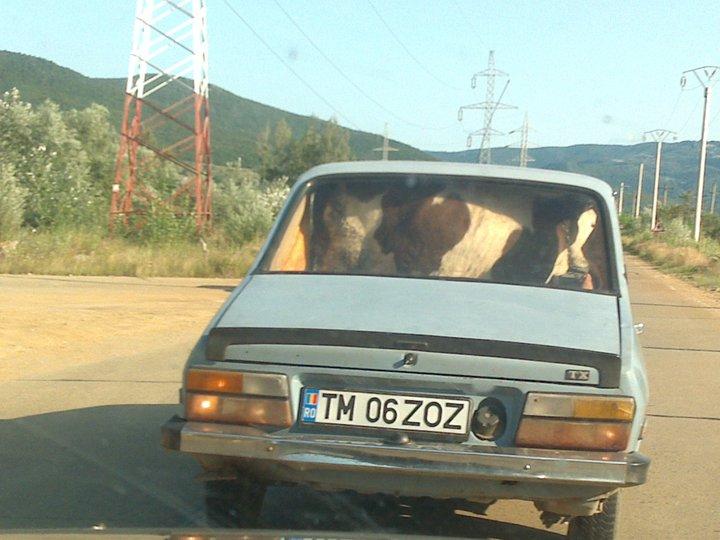 vaca-in-masina.jpg