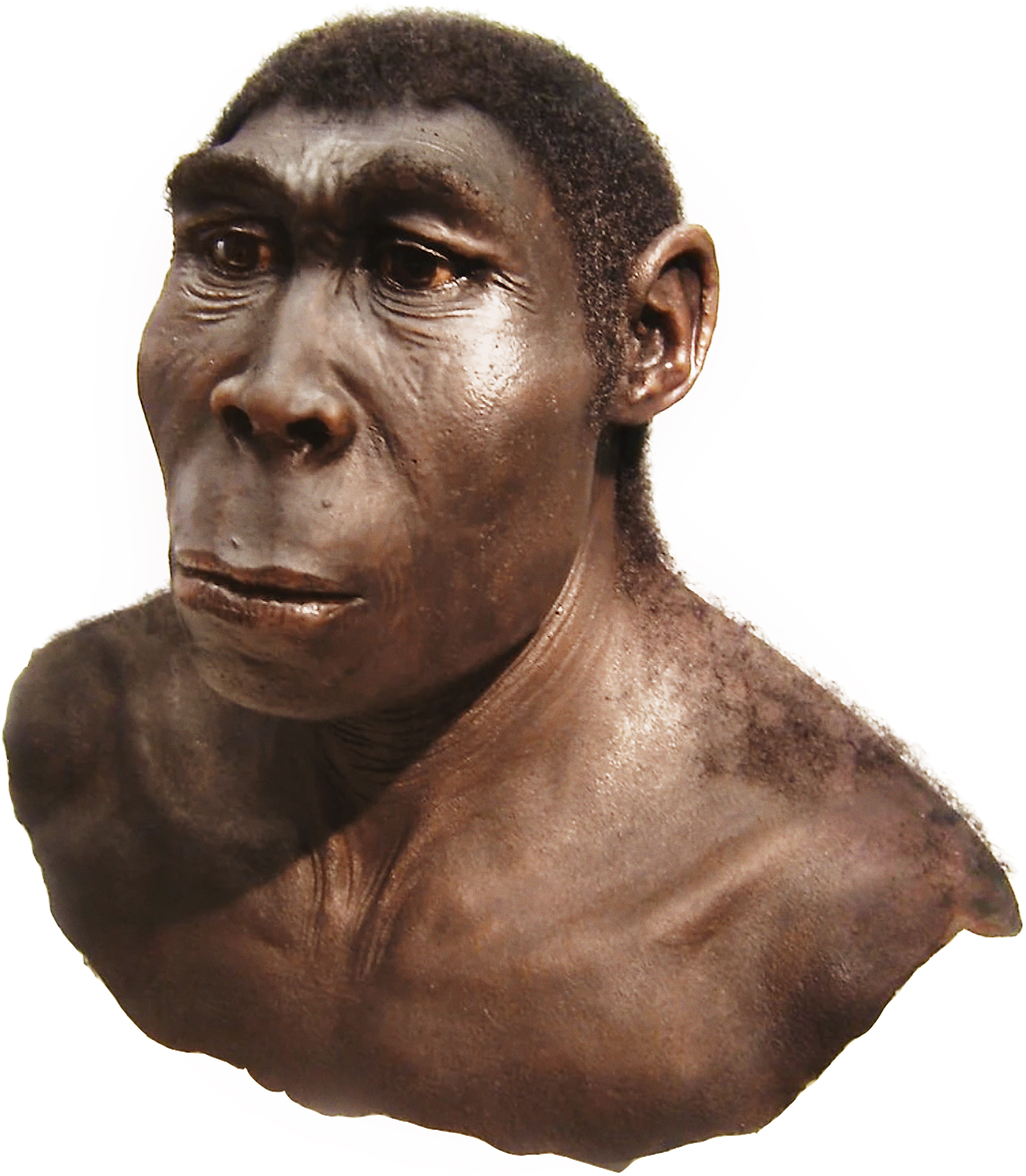 homo_erectus2.jpg