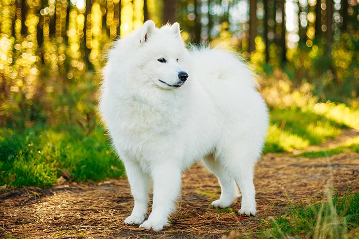 Samoyed-standing-in-the-forest.jpg