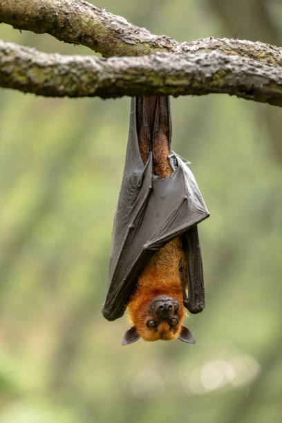 large-malayan-flying-fox-pteropus-vampyrus-bat-hanging-from-a-branch-picture-id1131672123