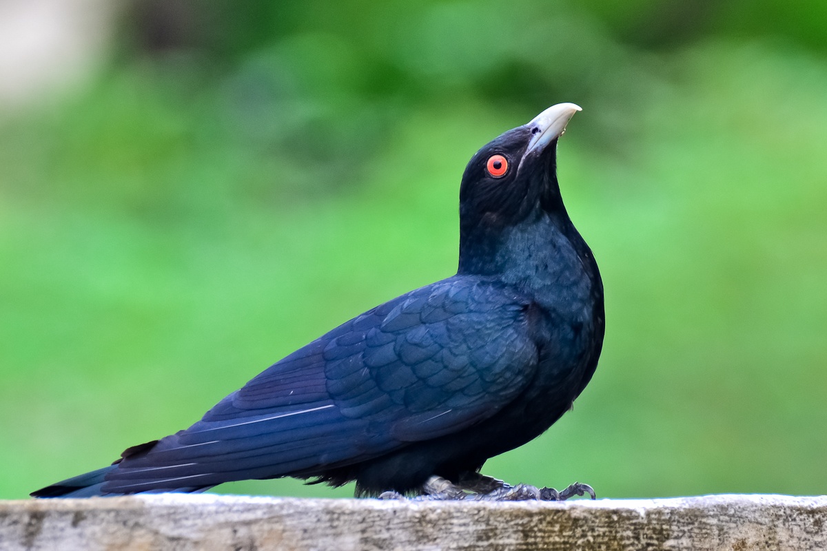 Asian-Koel.jpg