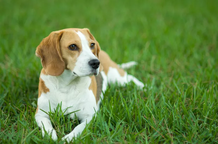 beagle-dog-on-the-lawn-566943335-5c2a845646e0fb00011bc9c7.jpg