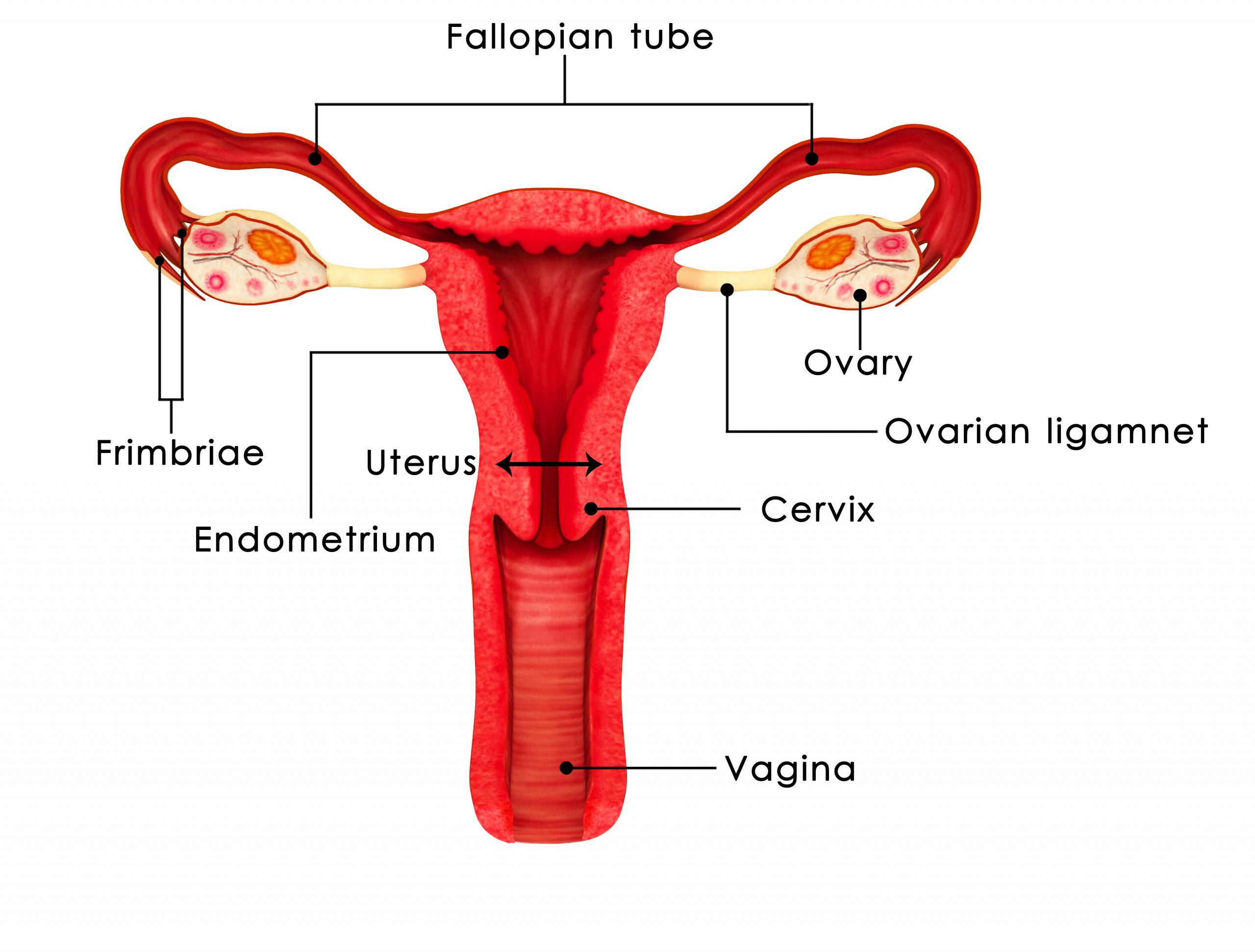 womans-reproductive-system-scaled.jpg