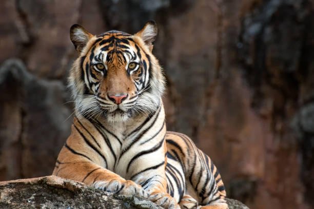 sumatrean-tiger-picture-id1178681916