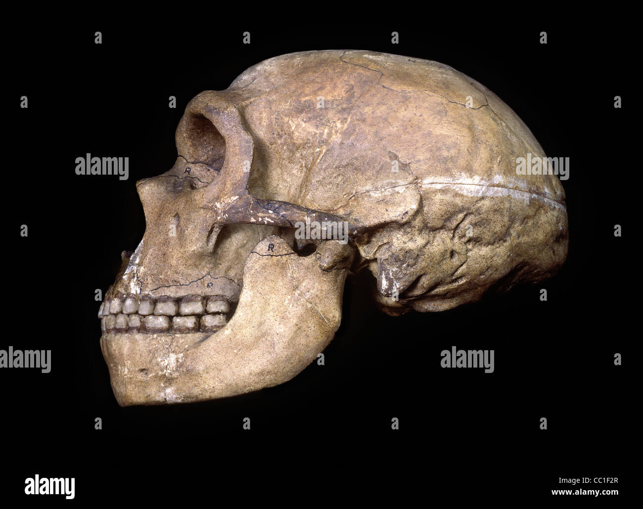 Image result for prehistoric skull side